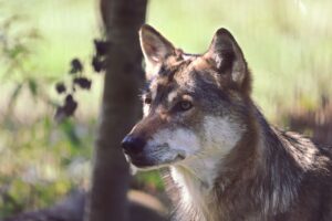 Home 5 A striking close-up of an Iberian wolf in natural light, showcasing wildlife beauty.